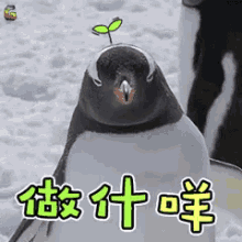 企鹅 干嘛 做啥 有啥事 GIF - Penguine Whats Up What Do You Want GIFs