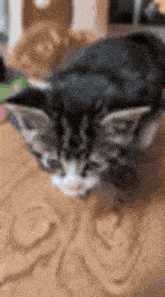 a close up of a cat laying on top of a table .