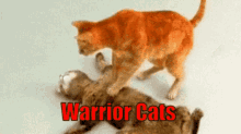 warriors warrior cats cats firestar brambleclaw