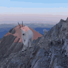 Mountain Goat Cute GIF - Mountain Goat Cute Goats GIFs