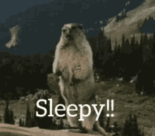 Yell Sleepy GIF - Yell Sleepy Gopher GIFs
