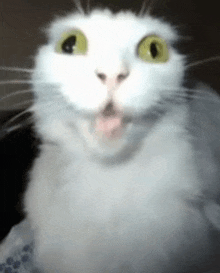a close up of a white cat with yellow eyes making a surprised face