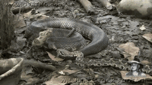 Snake Attack! GIF - Animals Snakes Surprise GIFs