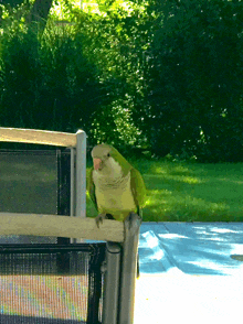 Parrot 611 GIF
