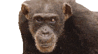 Looks Away Chimpanzee Sticker - Looks Away Chimpanzee Our Living World Stickers