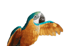 macaw parrot bird talking speaking