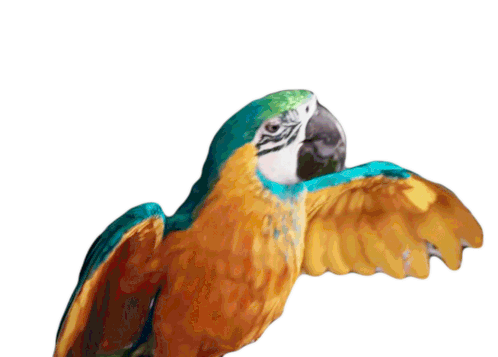 Macaw Parrot Sticker - Macaw Parrot Bird Stickers