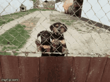 two puppies behind a chain link fence with imgflip.com written on the bottom