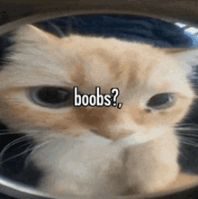 Cat Boobs GIF - Cat Boobs GIFs