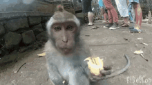 a monkey is eating a piece of banana on a sidewalk