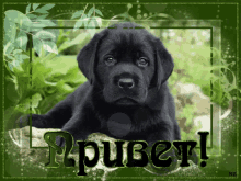 a black puppy is laying on a green background with the word " pubert " written in green letters