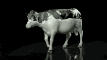 Vaca Transparent GIF - Vaca Transparent Com GIFs