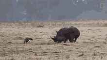 Defending Calf Rhino Mom Teaches Hungry Hyenas Not To Mess With Her Calf GIF - Defending Calf Rhino Mom Teaches Hungry Hyenas Not To Mess With Her Calf World Rhino Day GIFs