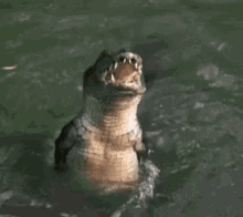 Gator Alligator GIF - Gator Alligator Eat GIFs