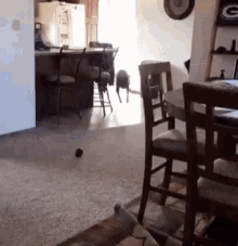 Sturgill Dogs GIF - Sturgill Dogs GIFs