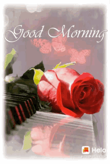 Good Morning Roses GIF - Good Morning Roses Butterfly GIFs
