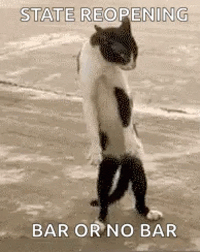 Funny Animals Funny Cat GIF - Funny Animals Funny Cat Step Forward -  Discover & Share GIFs