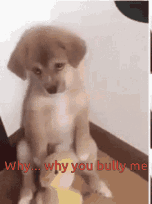 Puppy Sad GIF - Puppy Sad Ashamed GIFs