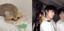 Kangmin Cat Kangmin Zoom GIF - Kangmin Cat Kangmin Zoom GIFs
