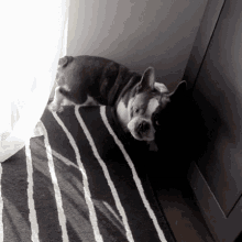 a black and white dog is laying on a black and white striped rug
