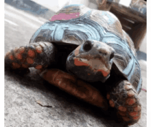 Animal Turtle GIF - Animal Turtle GIFs