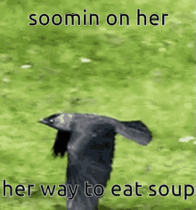 Soomin Soup GIF - Soomin Soup Crow GIFs