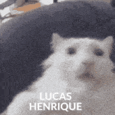 Lucas Henrique GIF - Lucas Henrique GIFs