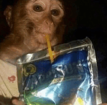 Monkey GIF - Monkey GIFs