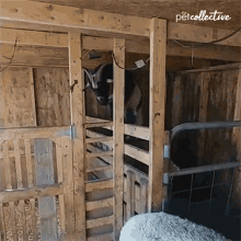 Jump The Pet Collective GIF - Jump The Pet Collective Escape GIFs