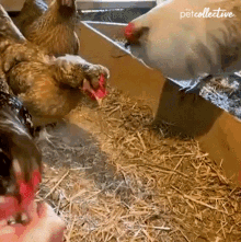 Attack The Pet Collective GIF - Attack The Pet Collective Chicken GIFs