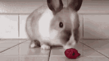 Munch Bunny GIF