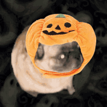 Halloweenpug Pugdance GIF - Halloweenpug Halloween Pugdance GIFs