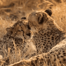Grooming Cheetah GIF