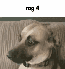 Rog Rog4 GIF - Rog Rog4 Dog GIFs