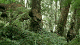 a dinosaur is walking through a forest surrounded by ferns and trees