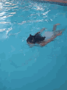 Swimming GIF - Swimming GIFs