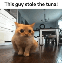 Tuna Discord GIF - Tuna Discord Cat GIFs