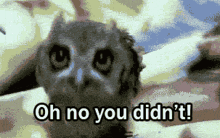 Owl Oh No You Didnt GIF - Owl Oh No You Didnt Twisting GIFs