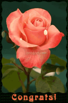 congrats rose rose petals grats congratulations