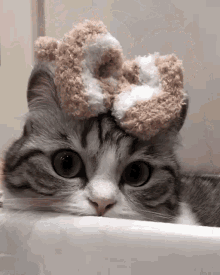 Cat Cute Cat GIF