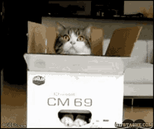 Cat Box GIF