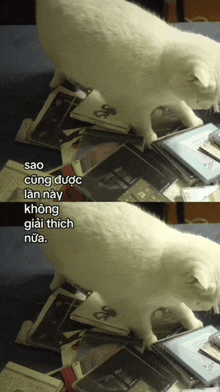 a white cat standing on top of a pile of cd 's