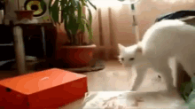 Cat Knows How To Make An Exit GIF - Cat Walk Funny GIFs