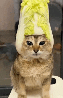 a cat wearing a cabbage hat is sitting on a white table .