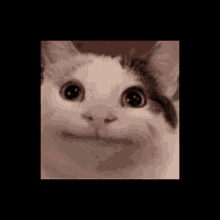 Beluga Beluga Cat GIF - Beluga Beluga Cat Funny Cat GIFs