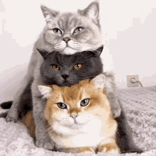 cat stack cuddle kitty cute