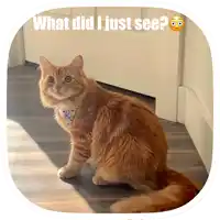 a cat is sitting in front of a door with the words " what did i just see " written above it
