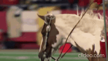Chiefs Warpaint Mascot Horse Arrowhead GIF - Chiefs Warpaint Mascot Horse Arrowhead GIFs