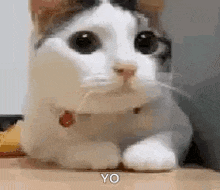 a white and brown cat is sitting on a table looking at the camera .
