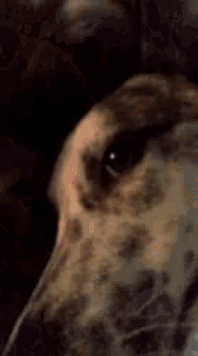 Sir Slaw Puppy GIF - Sir Slaw Puppy Dog GIFs